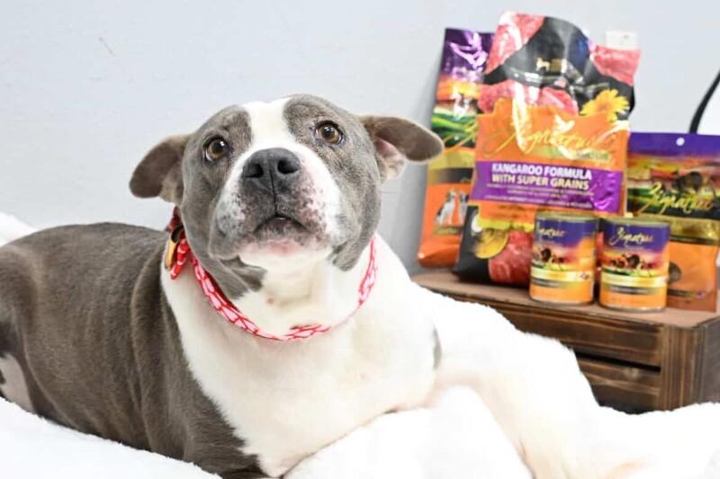 Lucy, a Adoptable mixed breed image 2/6