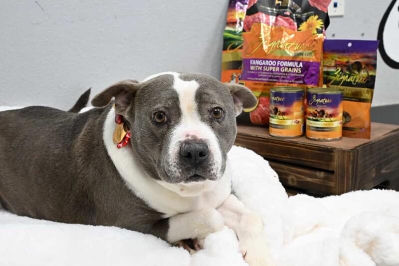 Lucy, a Adoptable mixed breed image 3/6