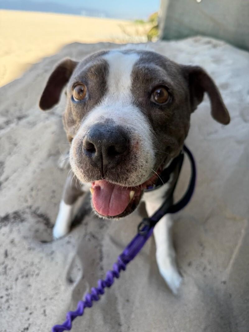 Lucy, a Adoptable mixed breed image 4/6