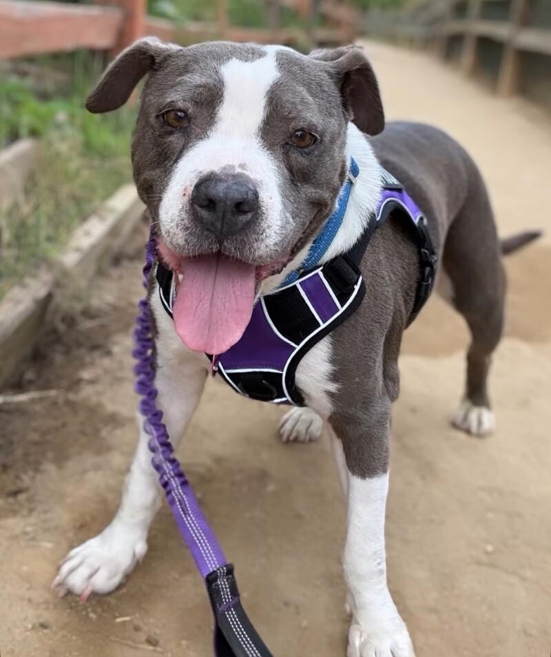 Lucy, a Adoptable mixed breed image 6/6