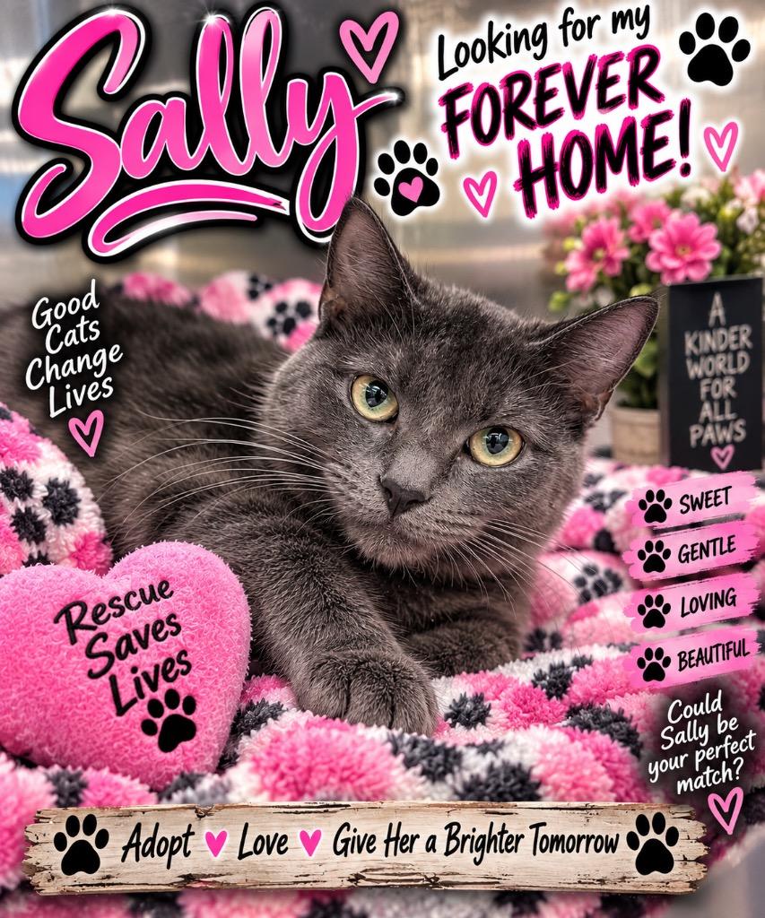 Enlarge Sally, a Adoptable mixed breed in Shelbyville, TN image 1/1