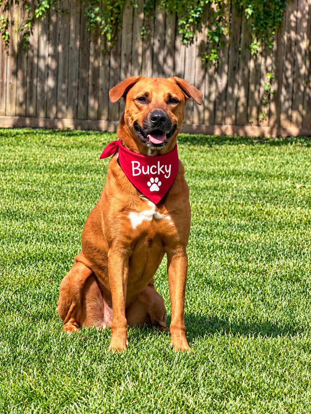Enlarge Backy, a Adoptable mixed breed in Conroe, TX image 1/2