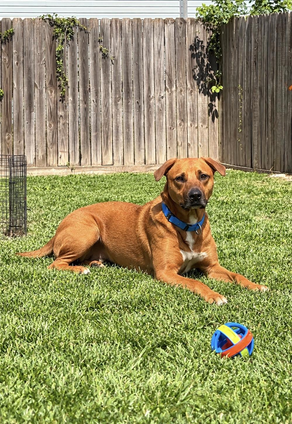 Enlarge Backy, a Adoptable mixed breed in Conroe, TX image 2/2