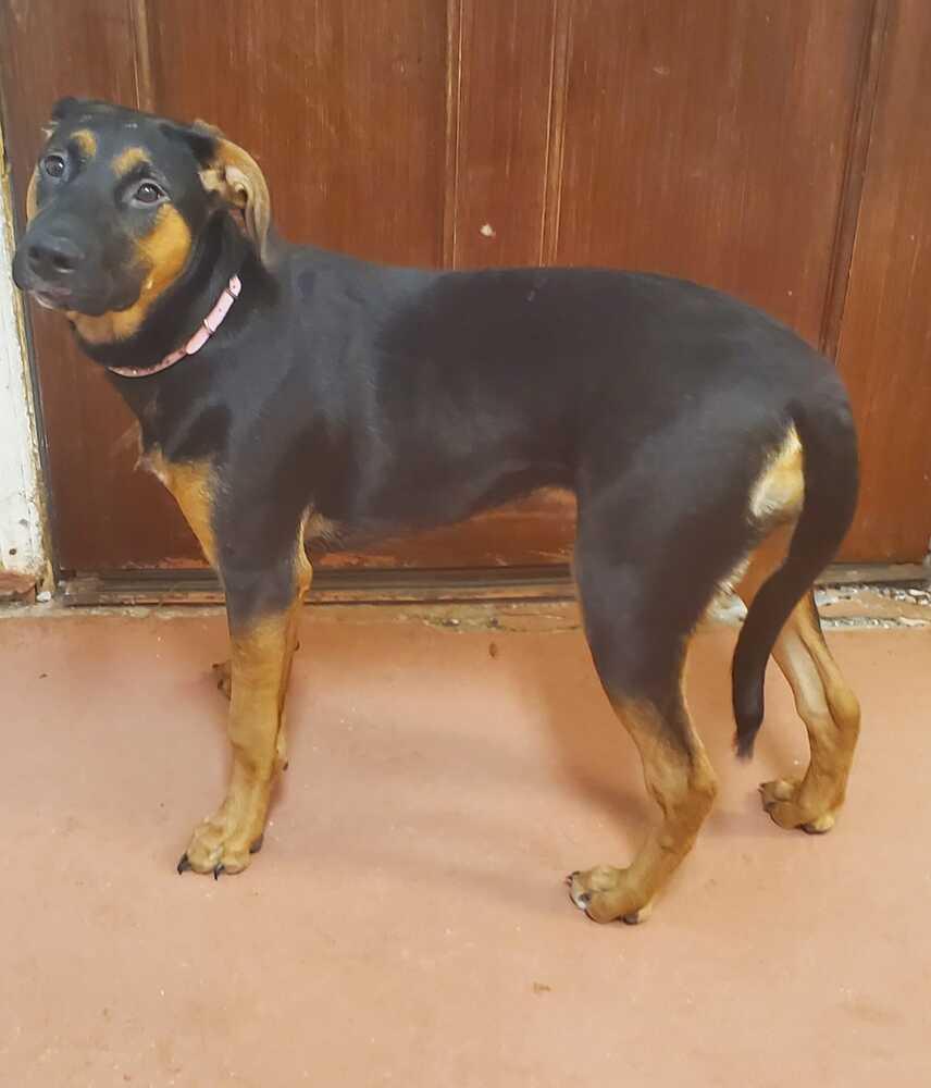 Piper, Adopted, Young Female Mixed Breed.