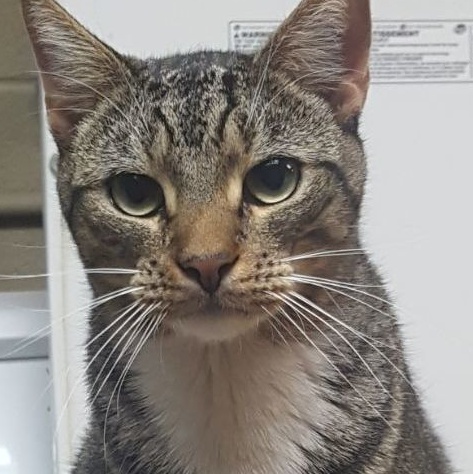 Brewster , a Adoptable Tabby in Emporia, VA image 2/3