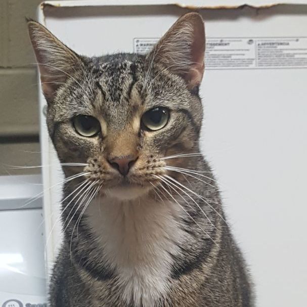 Enlarge Brewster , a Adoptable Tabby in Emporia, VA image 1/5