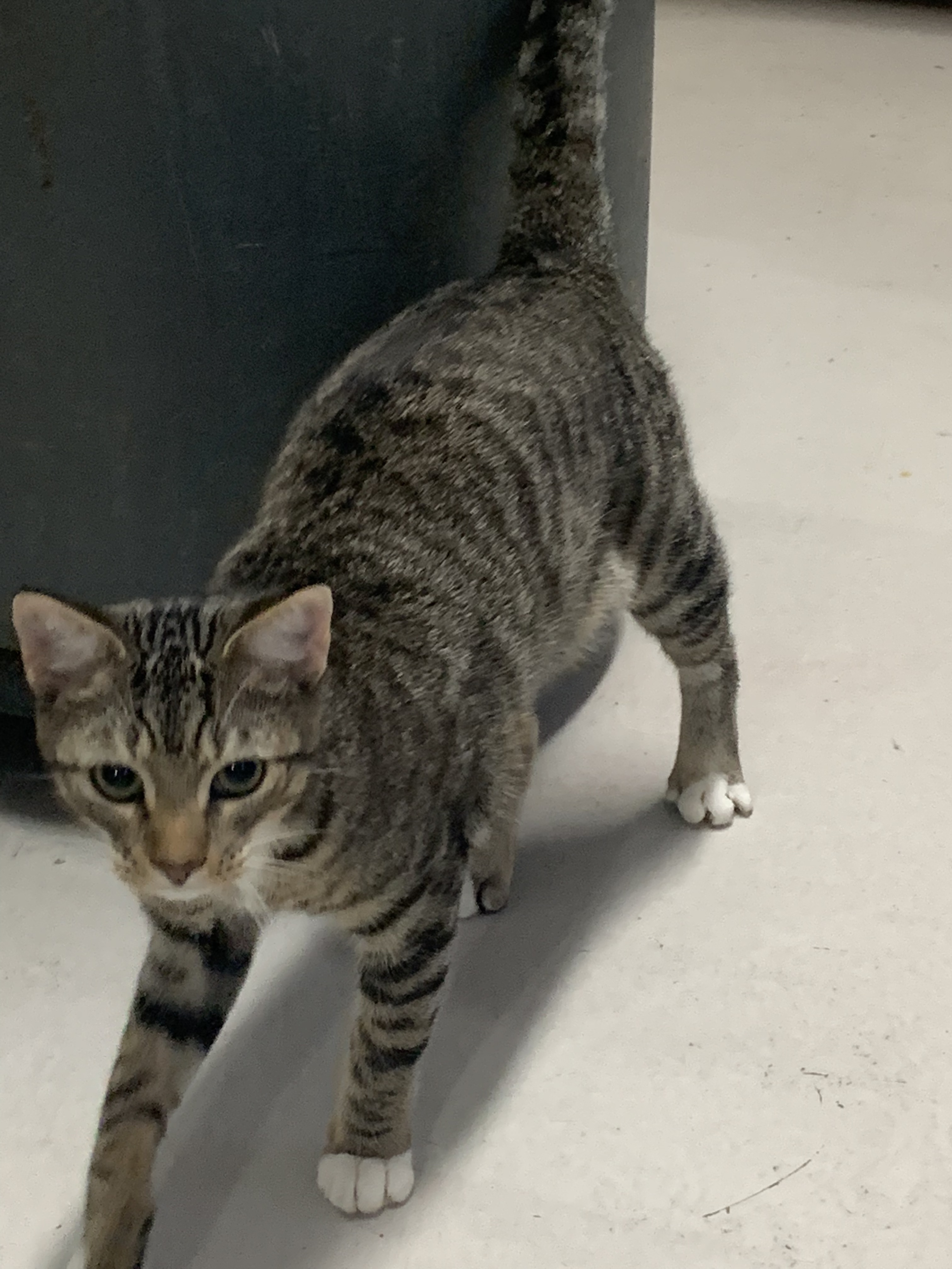 Enlarge Brewster , a Adoptable Tabby in Emporia, VA image 2/5