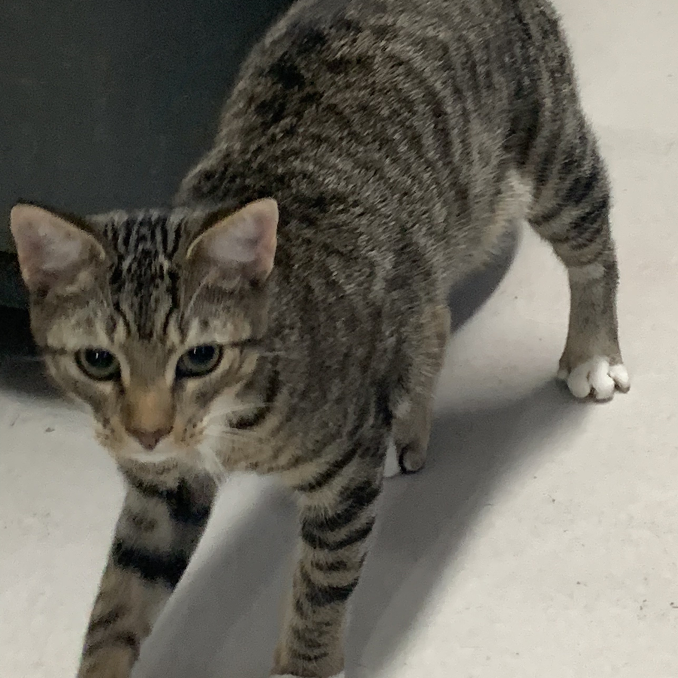 Brewster , a Adoptable Tabby in Emporia, VA image 3/3
