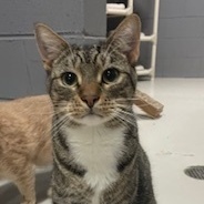 Brewster , Adult Male Tabby