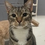 Brewster , a Adoptable Tabby in Emporia, VA image 1/3