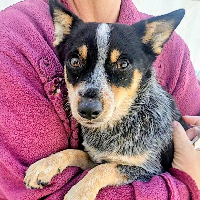 Enlarge Christi, a Adoptable mixed breed in Albany, NY image 5/5