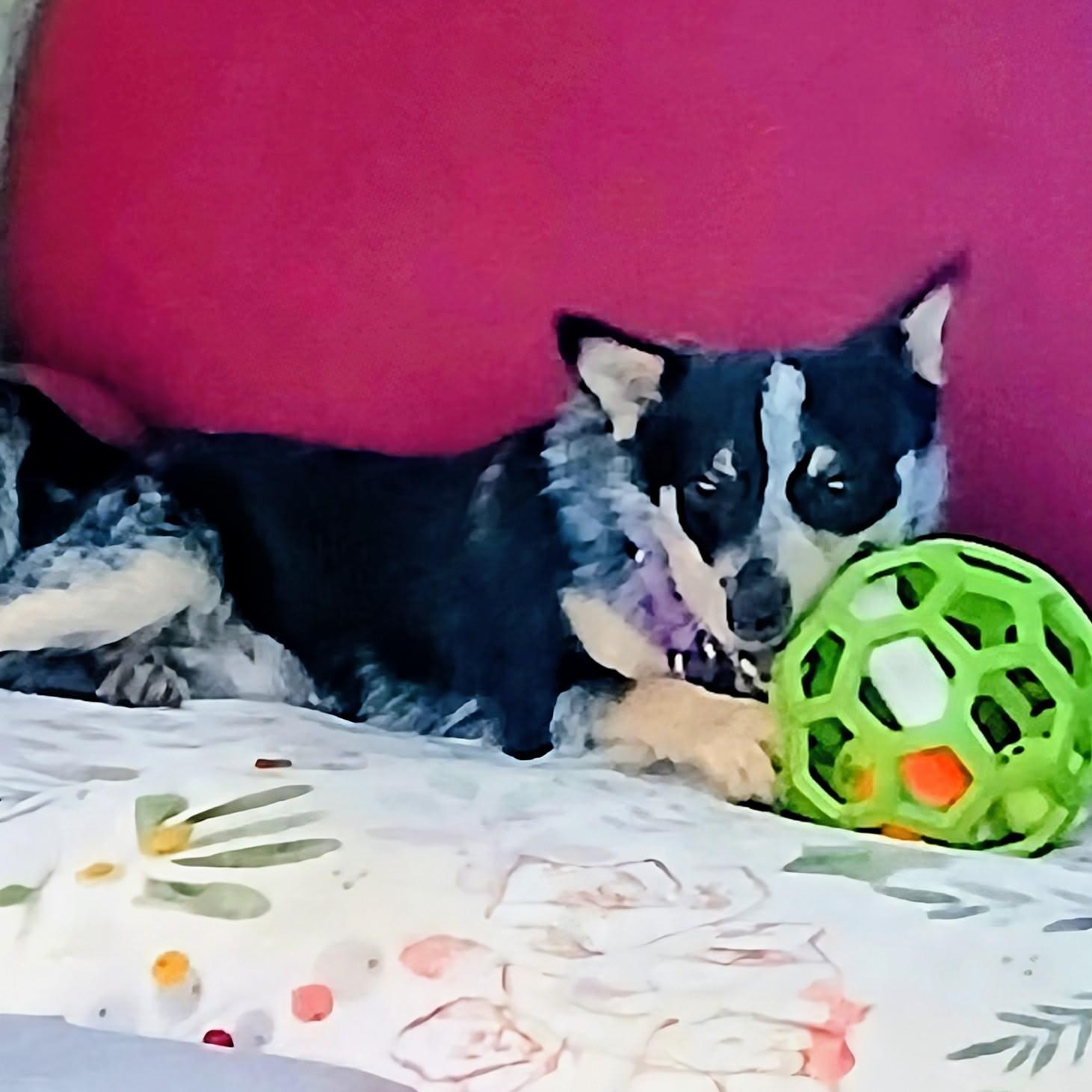 Enlarge Christi, a Adoptable mixed breed in Albany, NY image 2/5