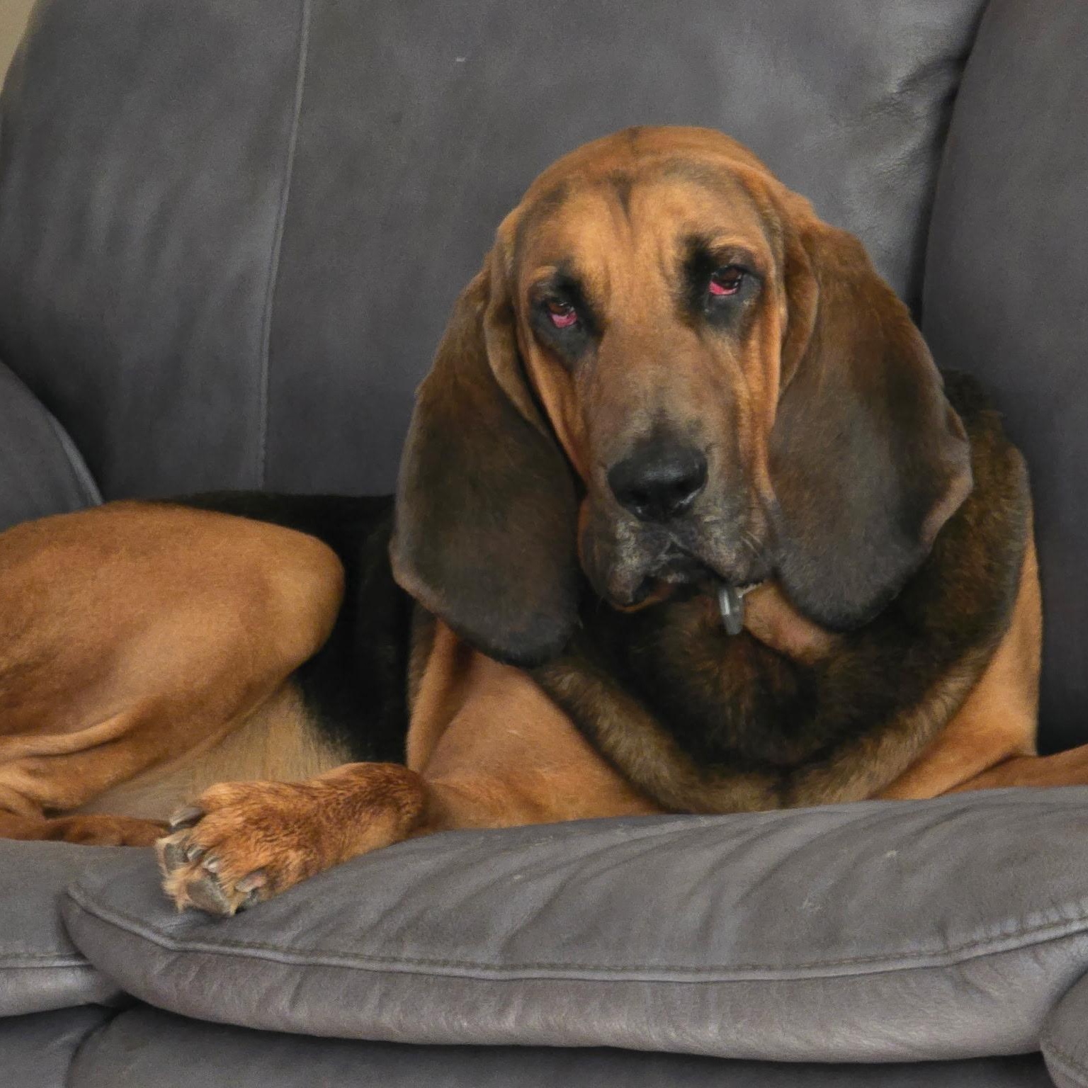 Enlarge Beau, a Adoptable Bloodhound in Port Saint Lucie, FL image 6/6