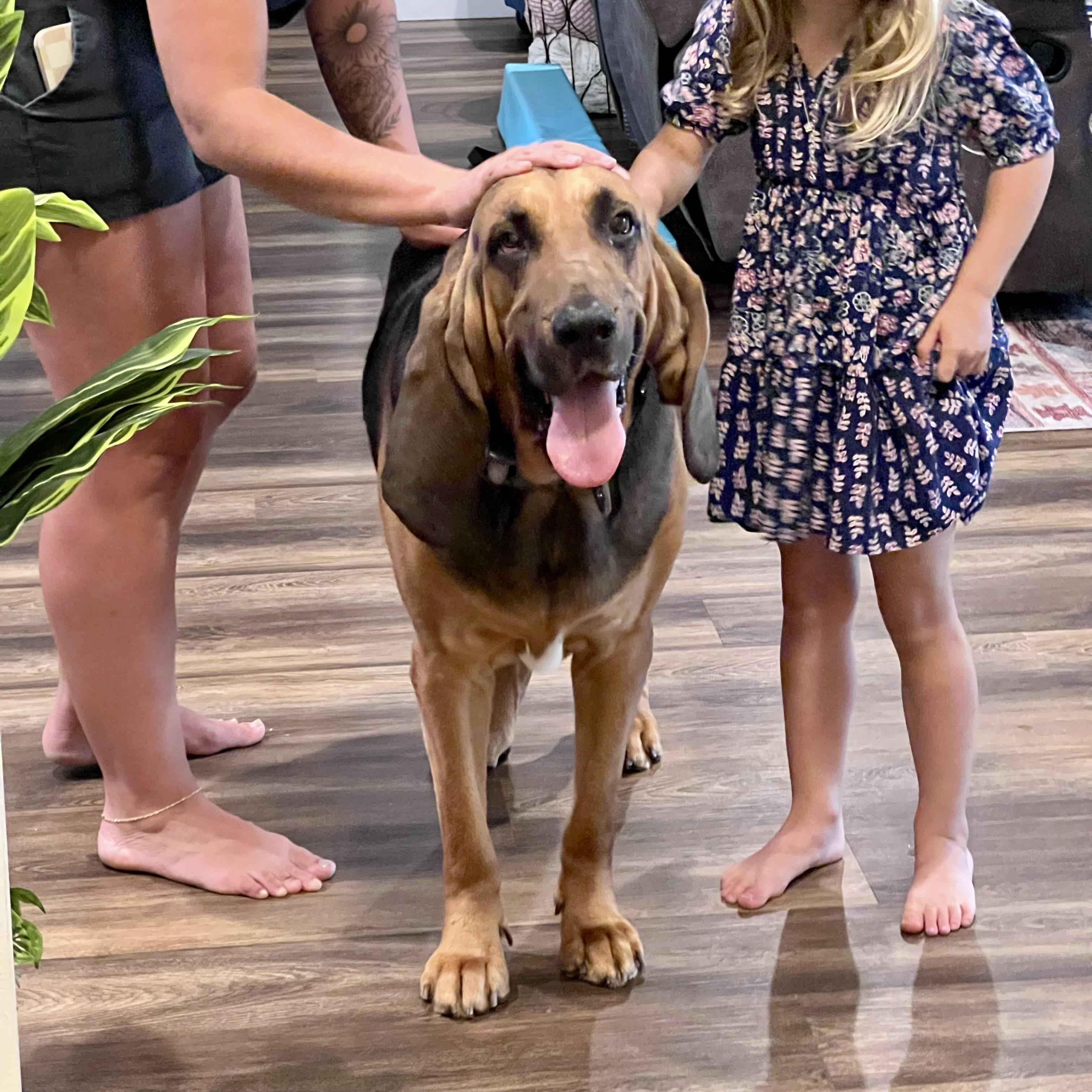Enlarge Beau, a Adoptable Bloodhound in Port Saint Lucie, FL image 1/6
