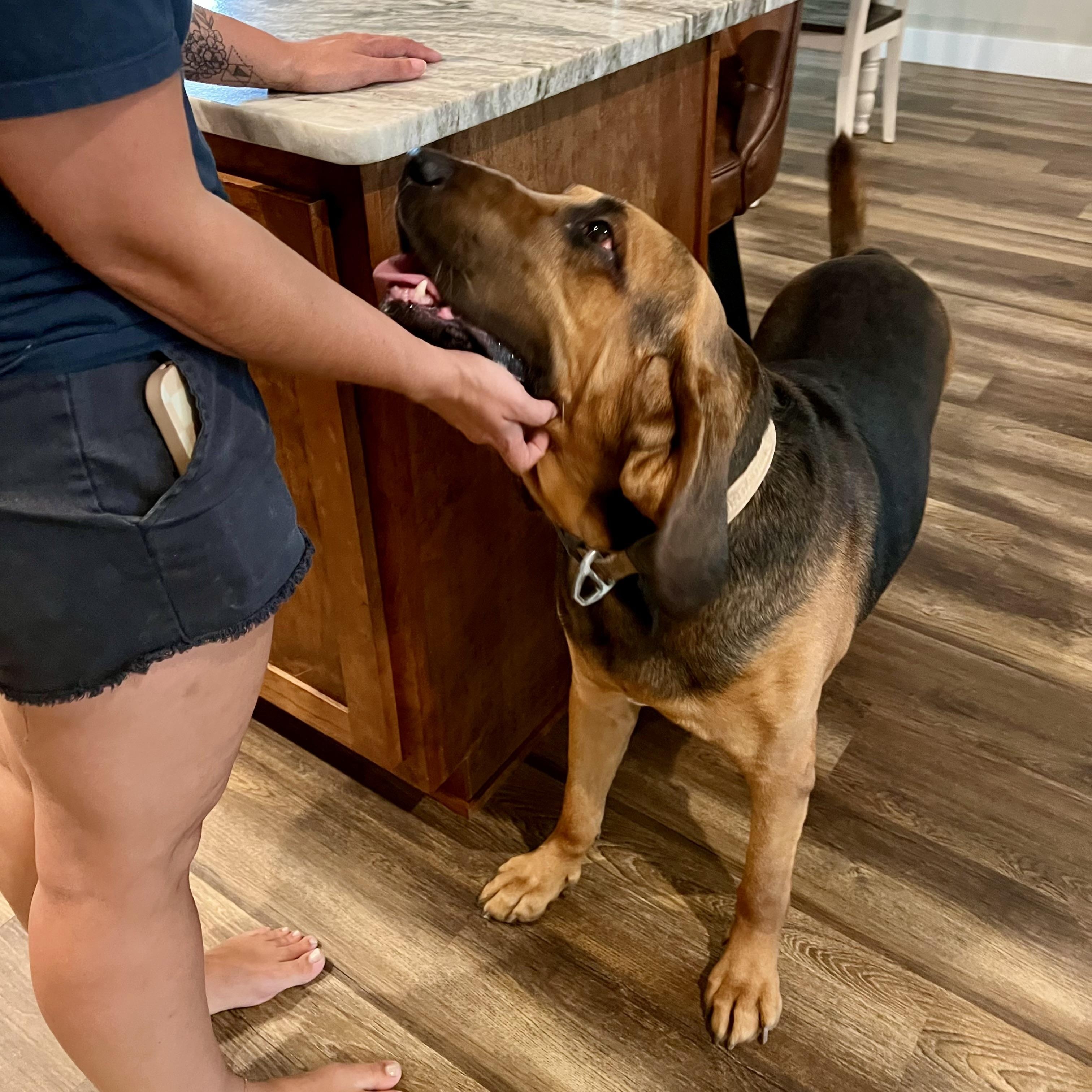 Enlarge Beau, a Adoptable Bloodhound in Port Saint Lucie, FL image 2/6