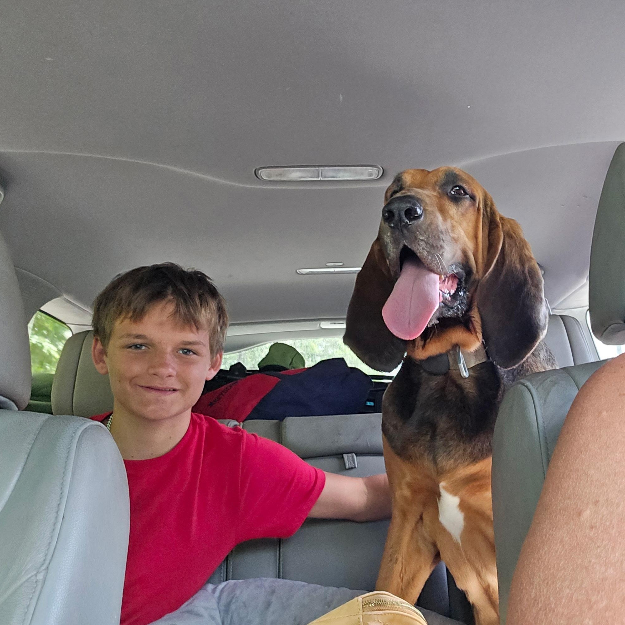 Enlarge Beau, a Adoptable Bloodhound in Port Saint Lucie, FL image 3/6