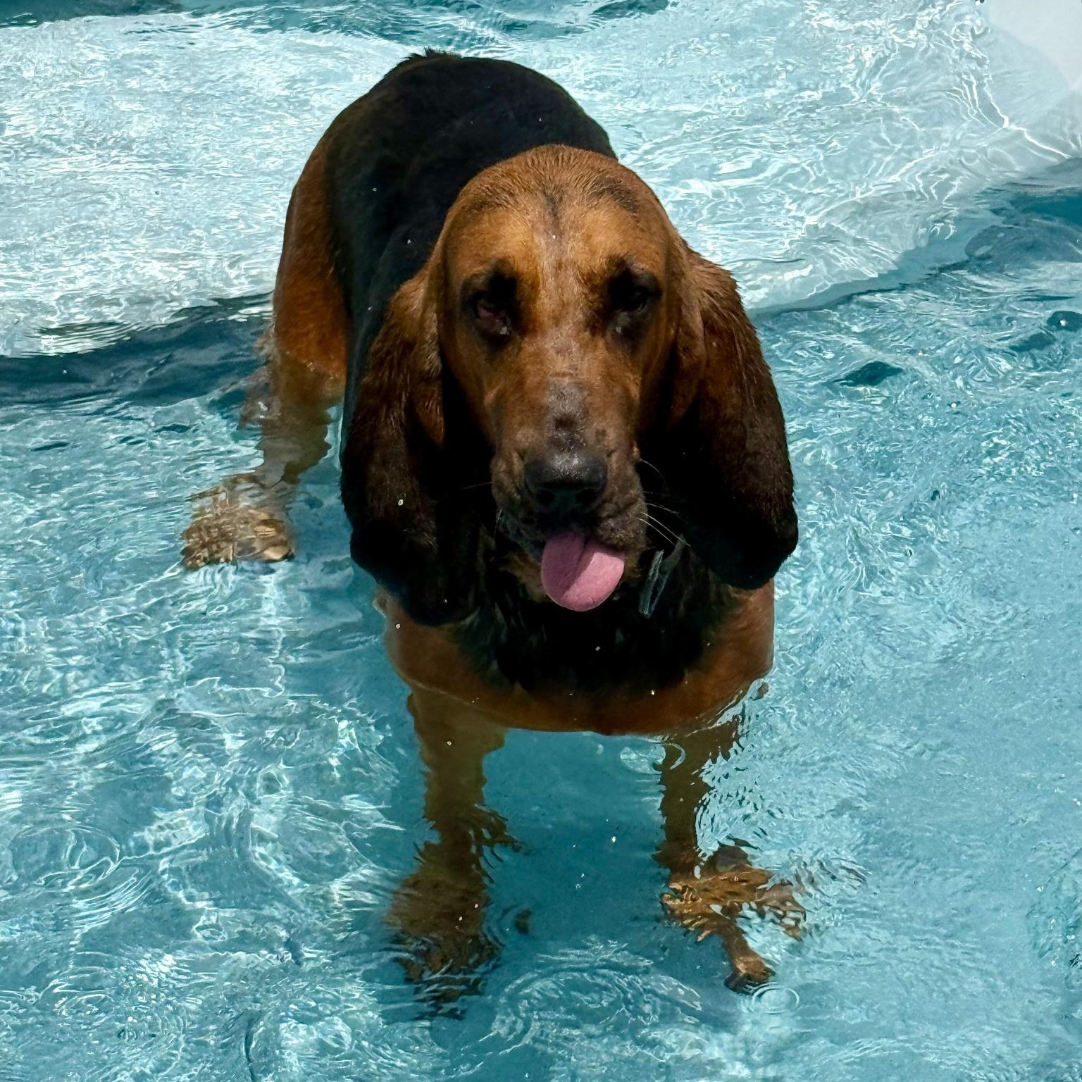 Enlarge Beau, a Adoptable Bloodhound in Port Saint Lucie, FL image 4/6