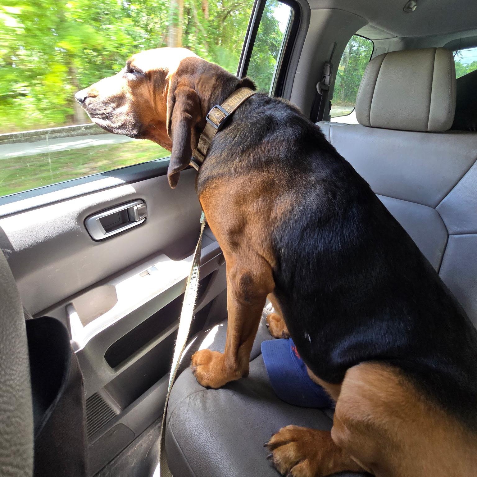 Enlarge Beau, a Adoptable Bloodhound in Port Saint Lucie, FL image 5/6