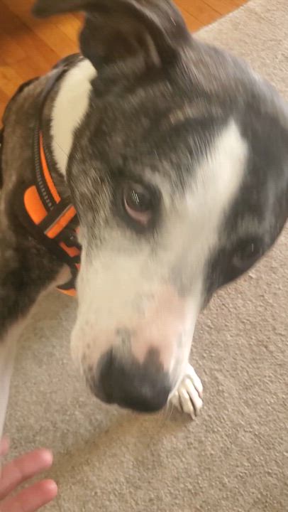 Enlarge Addie - great with dogs, cats, a Adopted mixed breed in Stamford, CT video 4/6