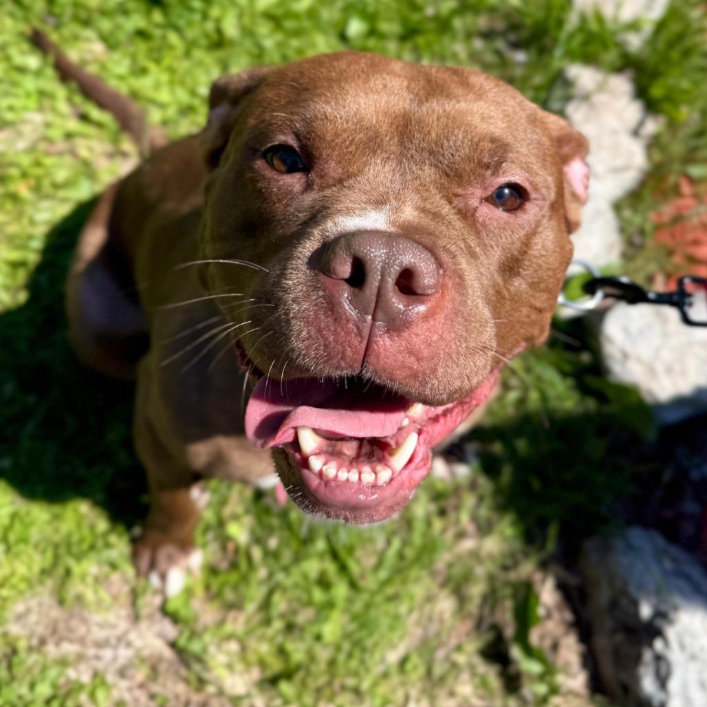 Cocoa, Adoptable, Adult Female Pit Bull Terrier.