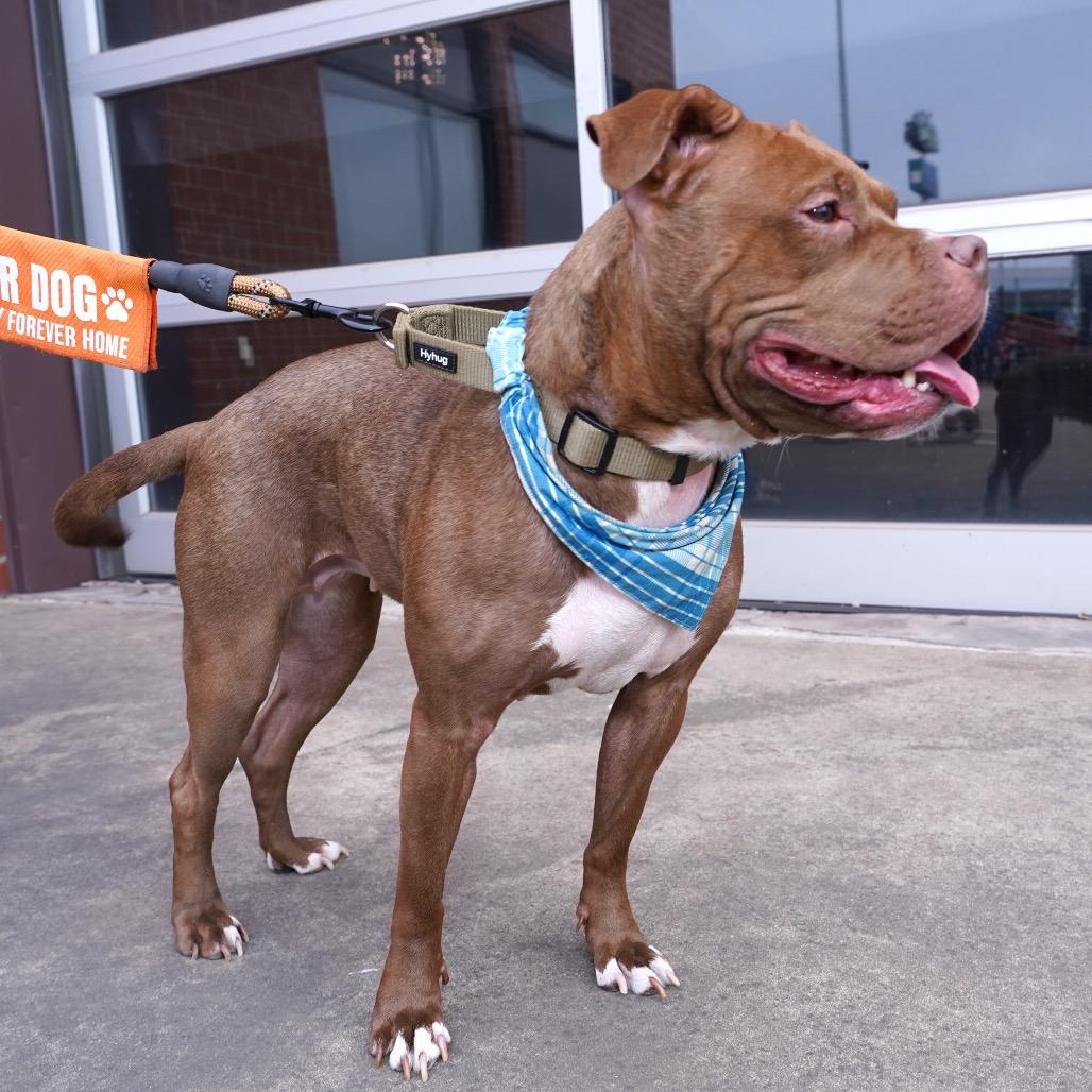 Enlarge Cocoa, a Adoptable Pit Bull Terrier in Valparaiso, IN image 2/6
