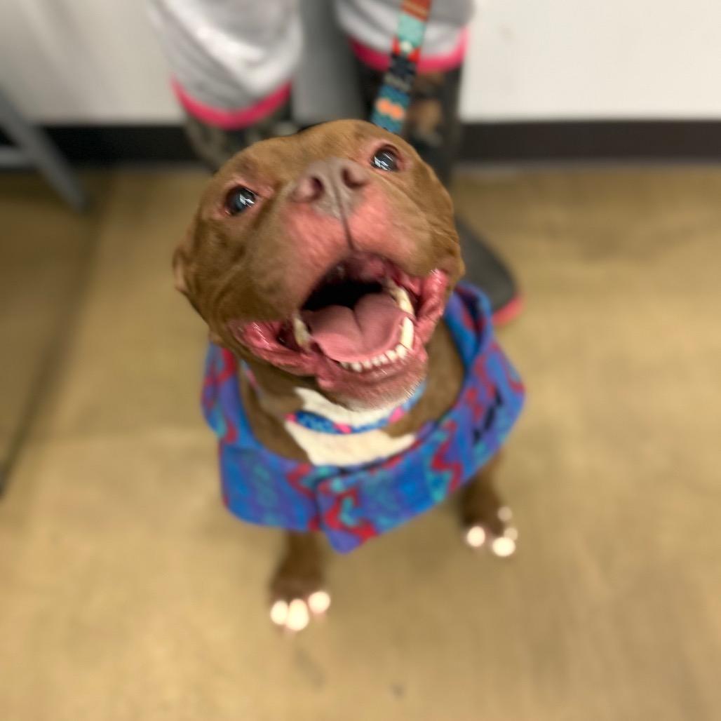 Coco, Adoptable, Adult Female Pit Bull Terrier.