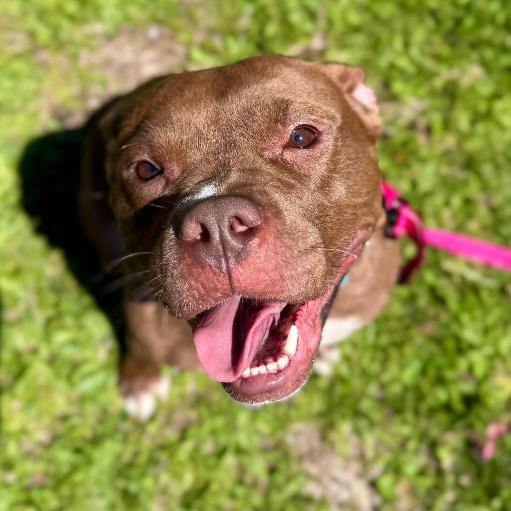 Enlarge Cocoa, a Adoptable Pit Bull Terrier in Valparaiso, IN image 3/6