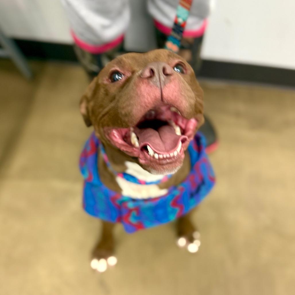 Enlarge Coco, a Adoptable Pit Bull Terrier in Valparaiso, IN image 2/5