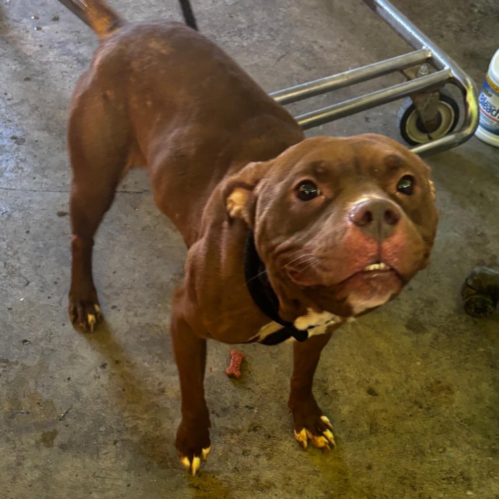 Enlarge Coco, a Adoptable Pit Bull Terrier in Valparaiso, IN image 3/5