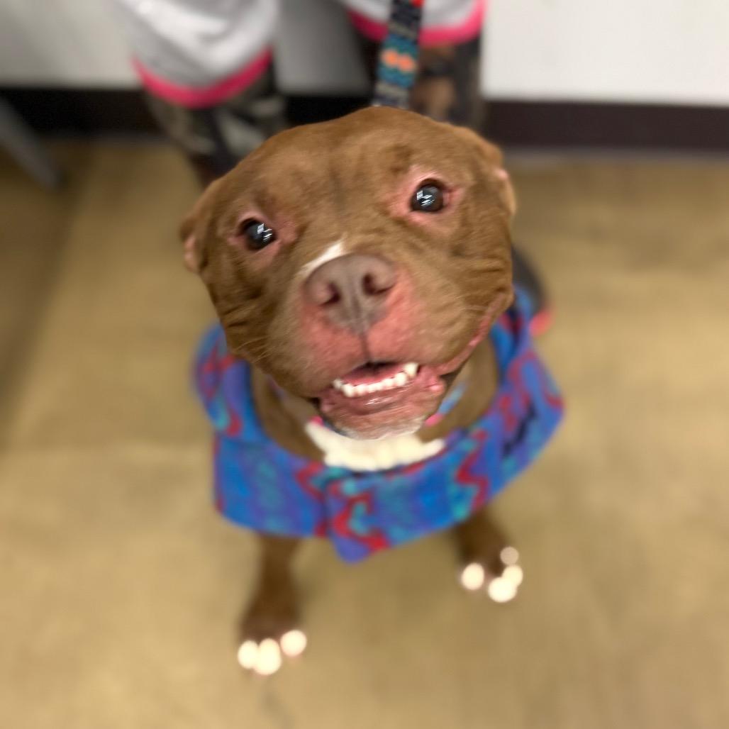 Enlarge Coco, a Adoptable Pit Bull Terrier in Valparaiso, IN image 4/5