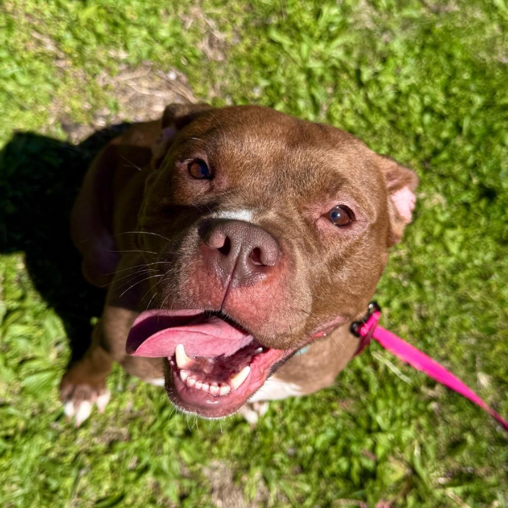 Enlarge Cocoa, a Adoptable Pit Bull Terrier in Valparaiso, IN image 4/6