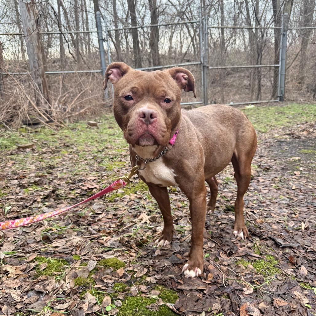 Enlarge Coco, a Adoptable Pit Bull Terrier in Valparaiso, IN image 5/5