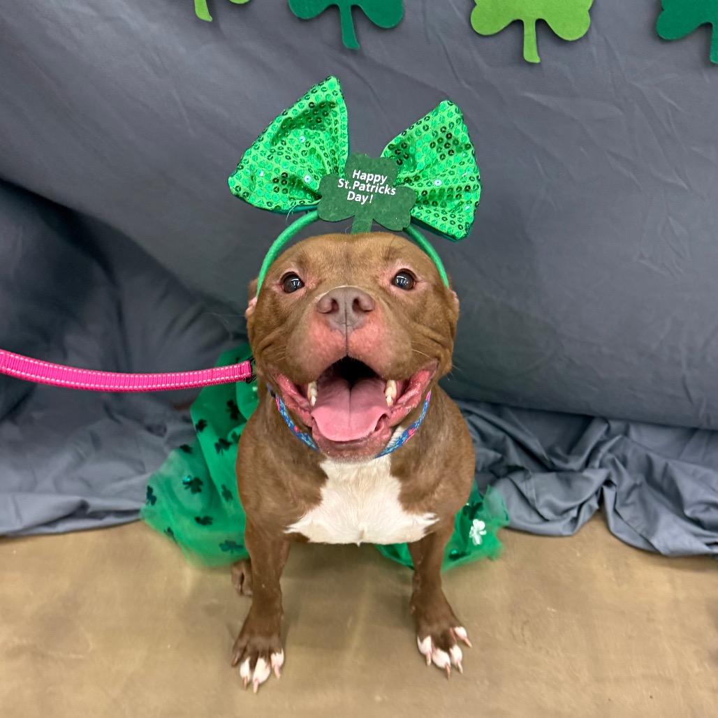 Enlarge Cocoa, a Adoptable Pit Bull Terrier in Valparaiso, IN image 6/6
