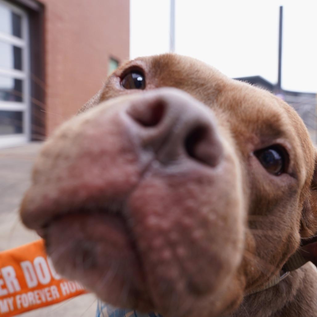 Enlarge Cocoa, a Adoptable Pit Bull Terrier in Valparaiso, IN image 5/6