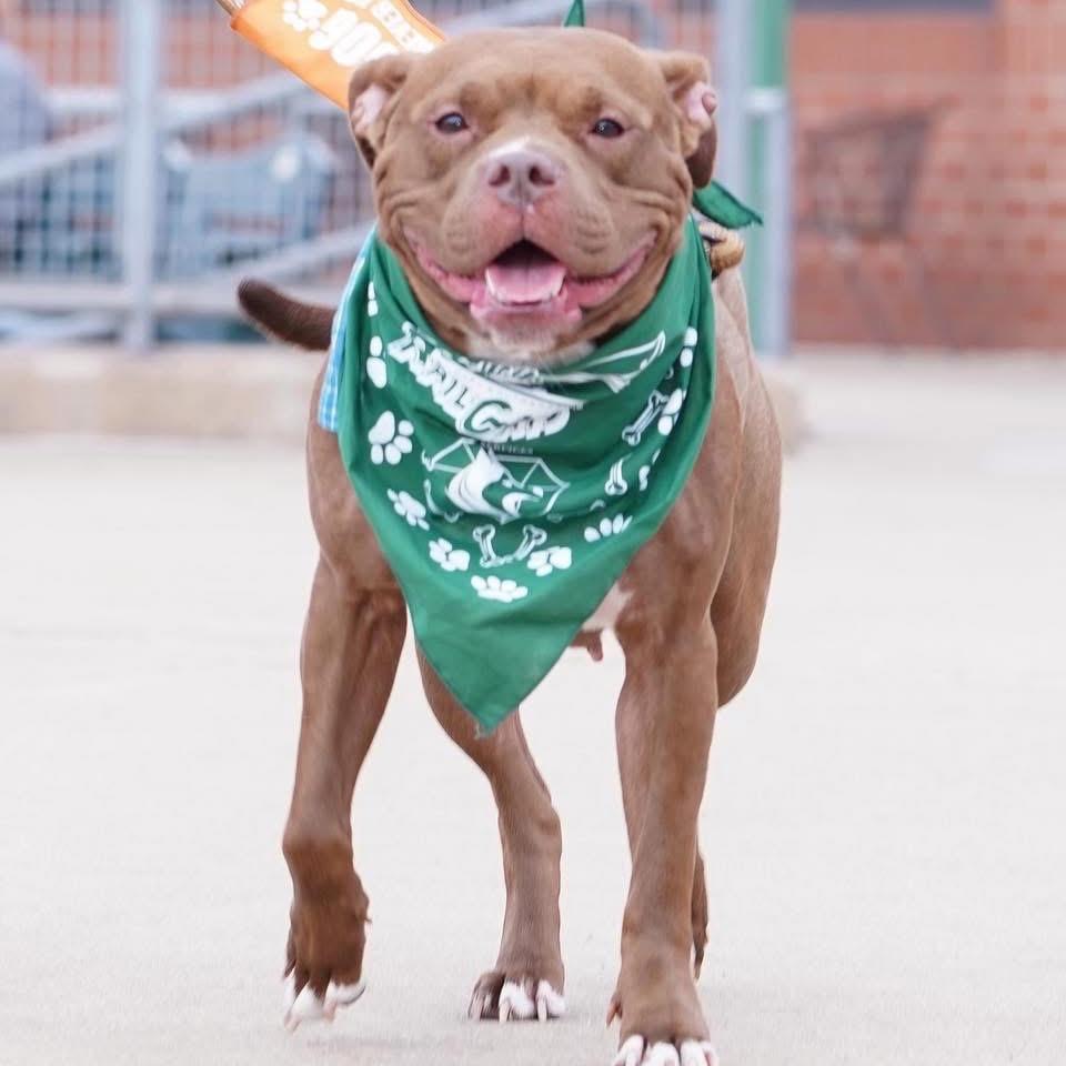 Enlarge Cocoa, a Adoptable Pit Bull Terrier in Valparaiso, IN image 6/6