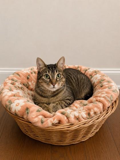 Pecan, Adoptable, Young Female Domestic Short Hair & Domestic Short Hair.
