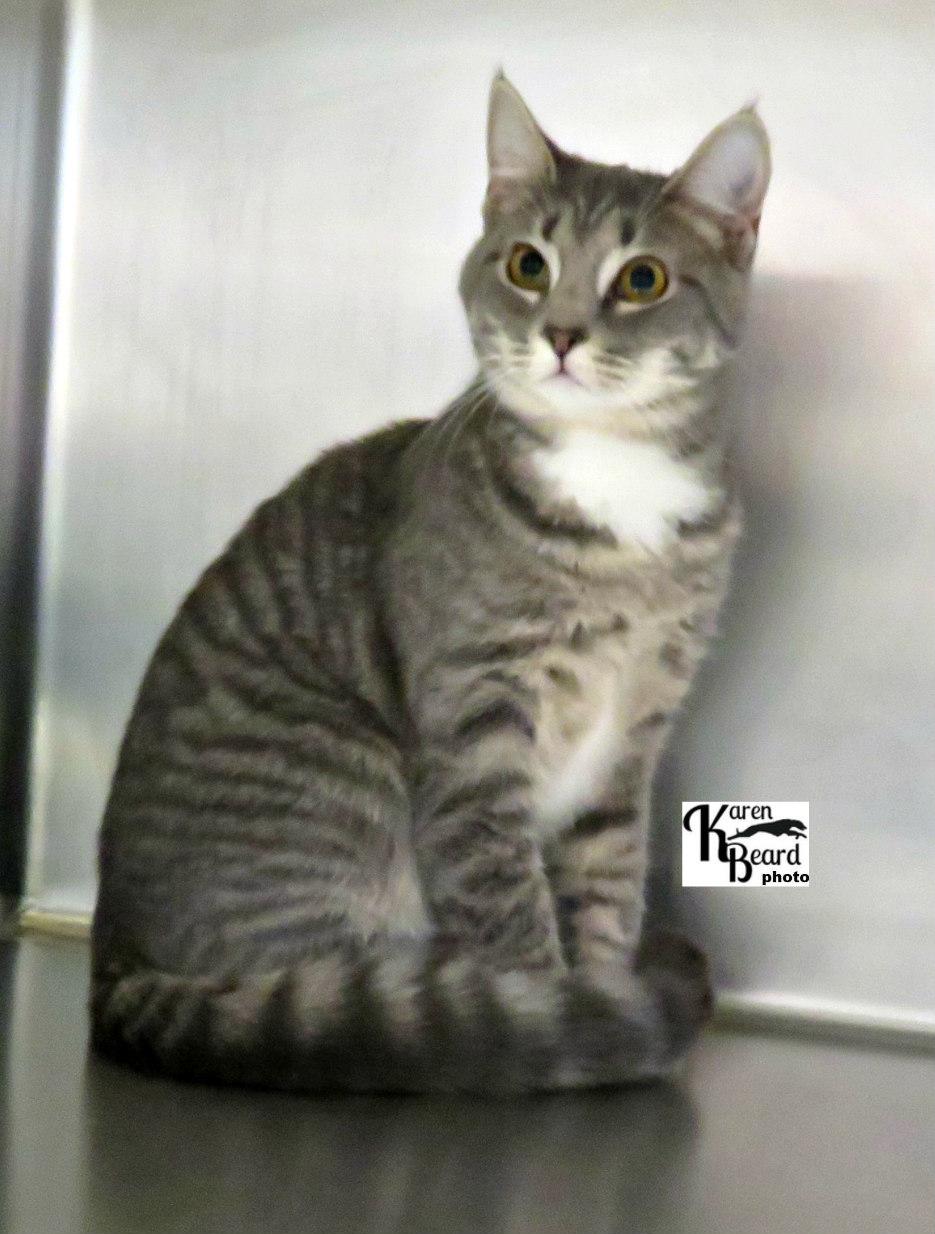 Enlarge Paris, a ADOPTABLE mixed breed in Lexington, VA image 1/3