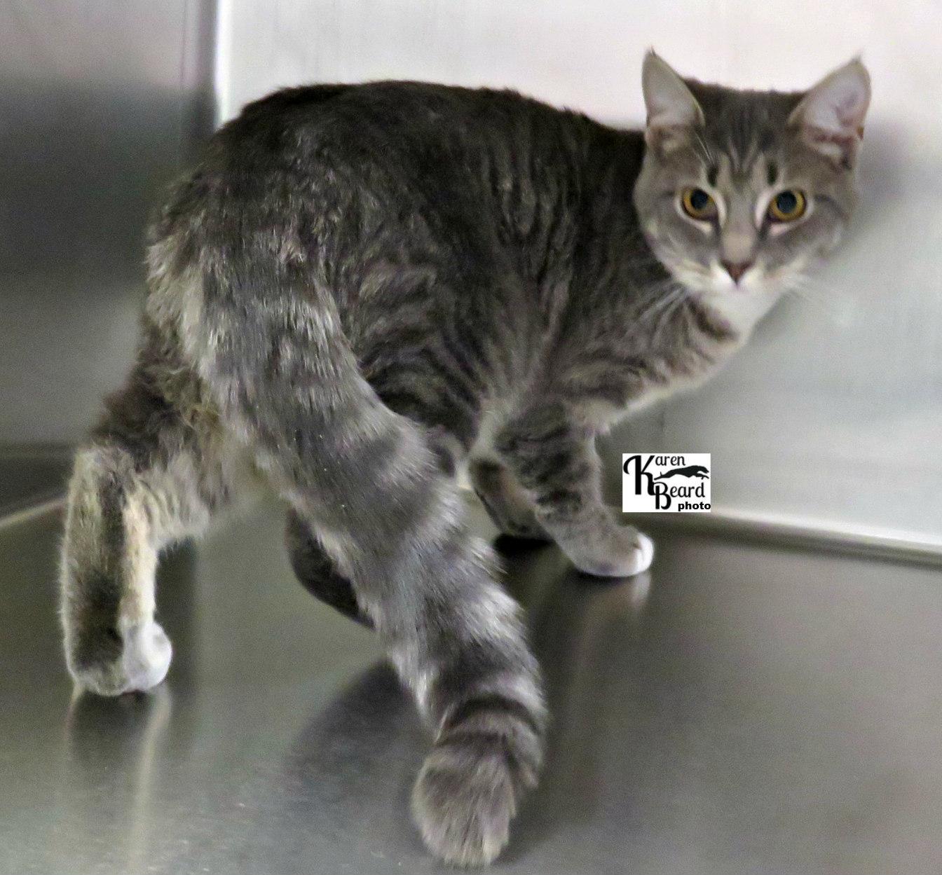 Enlarge Paris, a ADOPTABLE mixed breed in Lexington, VA image 2/3