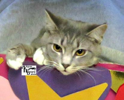 Enlarge Paris, a ADOPTABLE mixed breed in Lexington, VA image 3/3