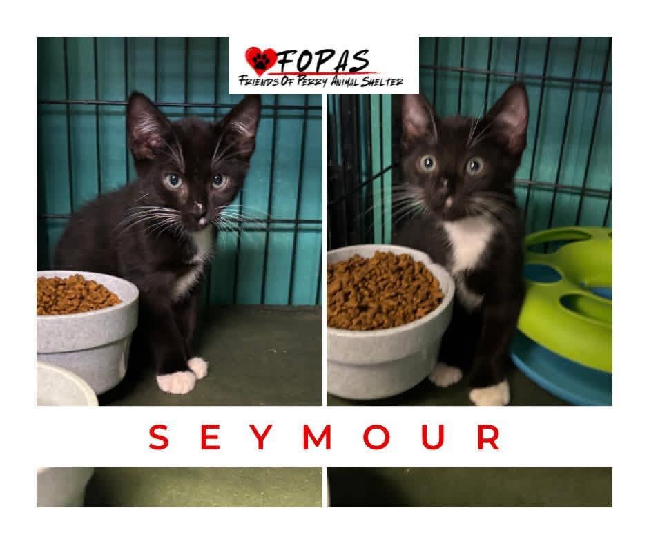 Enlarge Seymour, a Adoptable American Shorthair in Perry, GA image 1/1
