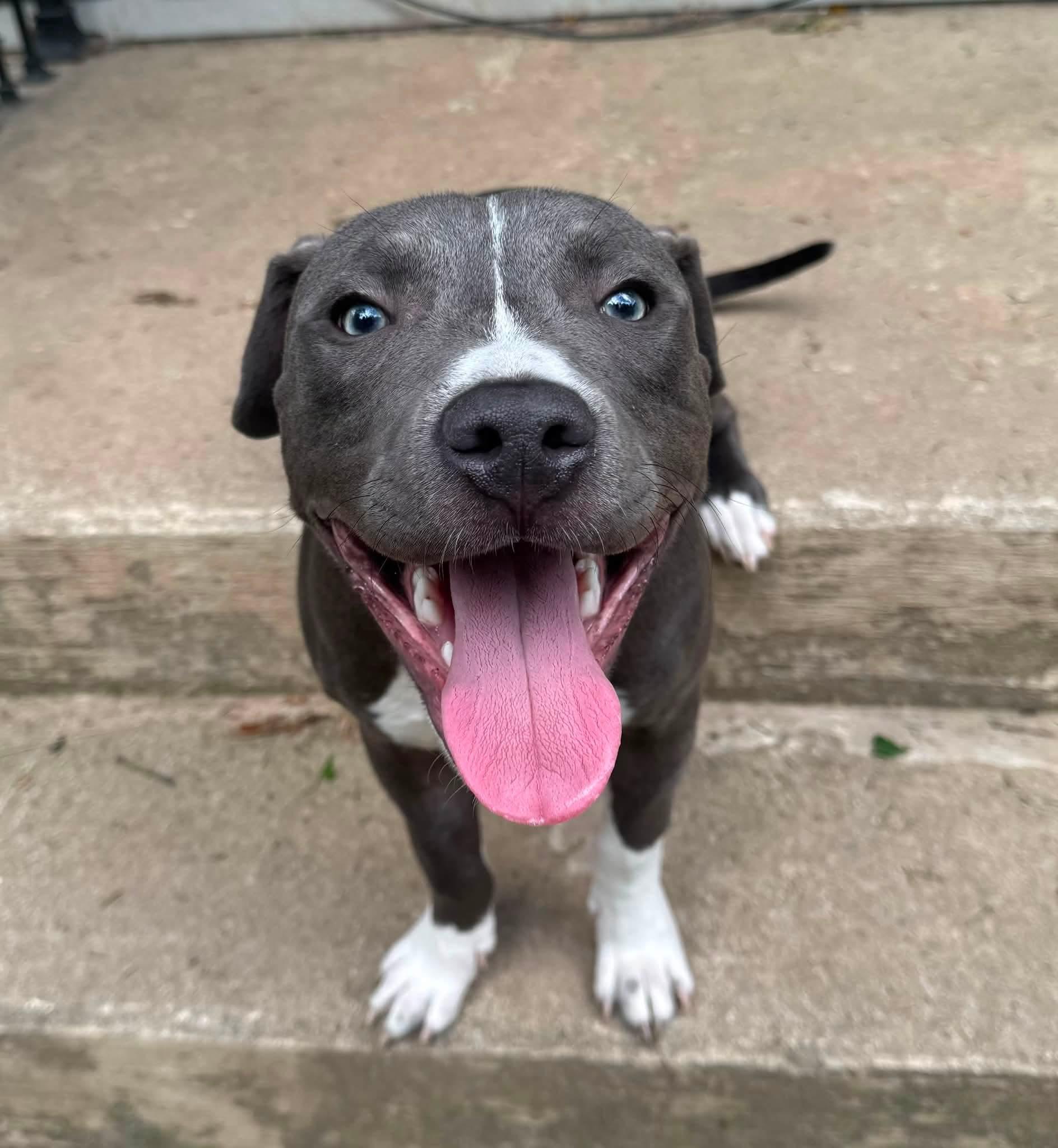 Lindy Ruff, adopted, Puppy Male Pit Bull Terrier.