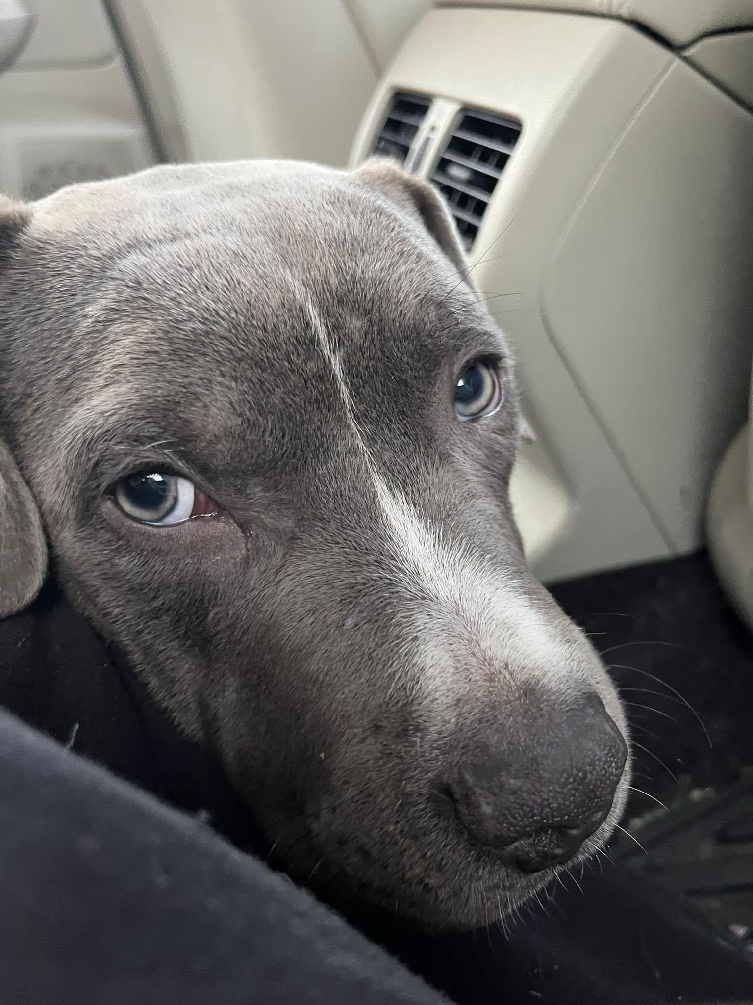 Lindy Ruff, a ADOPTABLE mixed breed in Darien Center, NY image 5/5