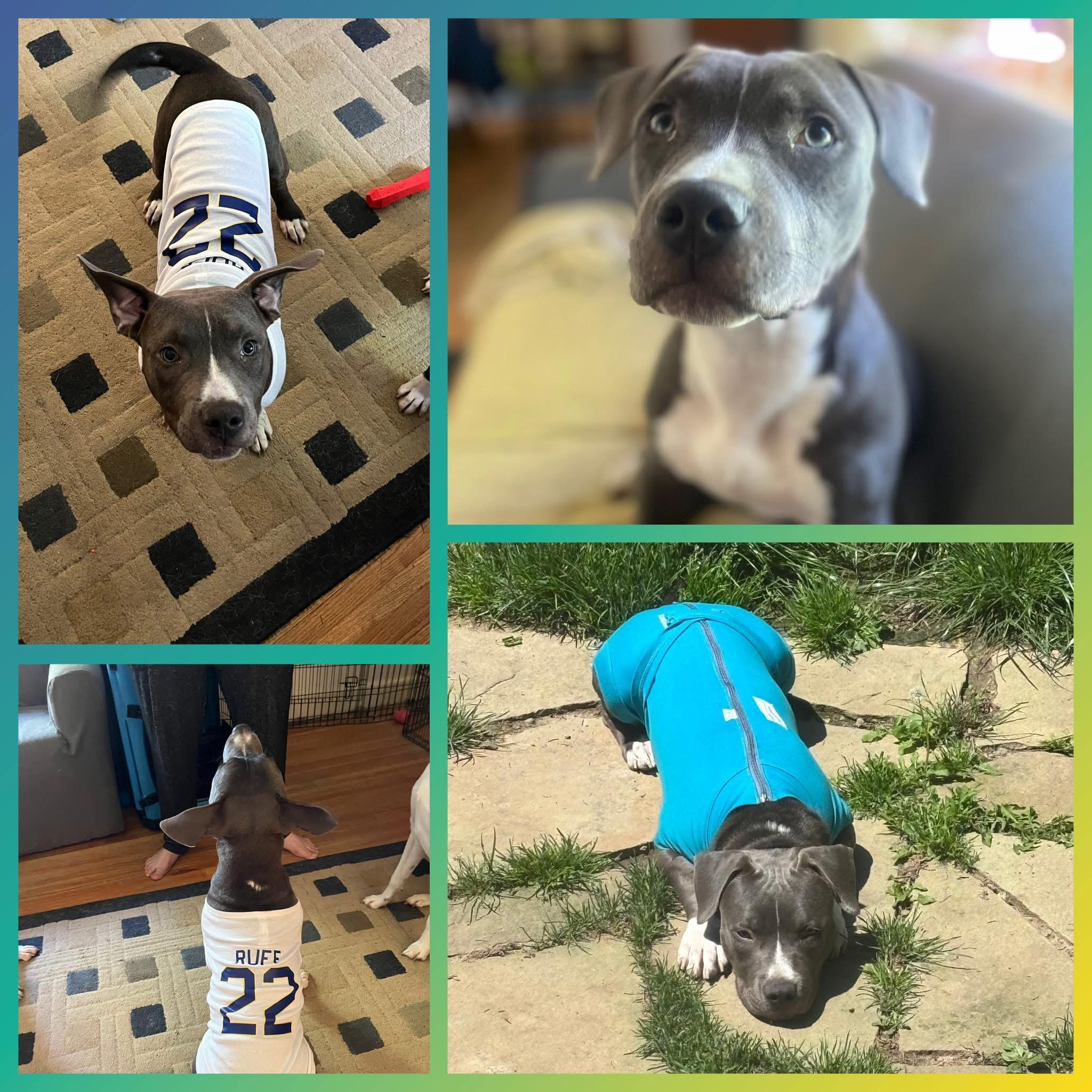 Lindy Ruff, a ADOPTABLE mixed breed in Darien Center, NY image 4/5