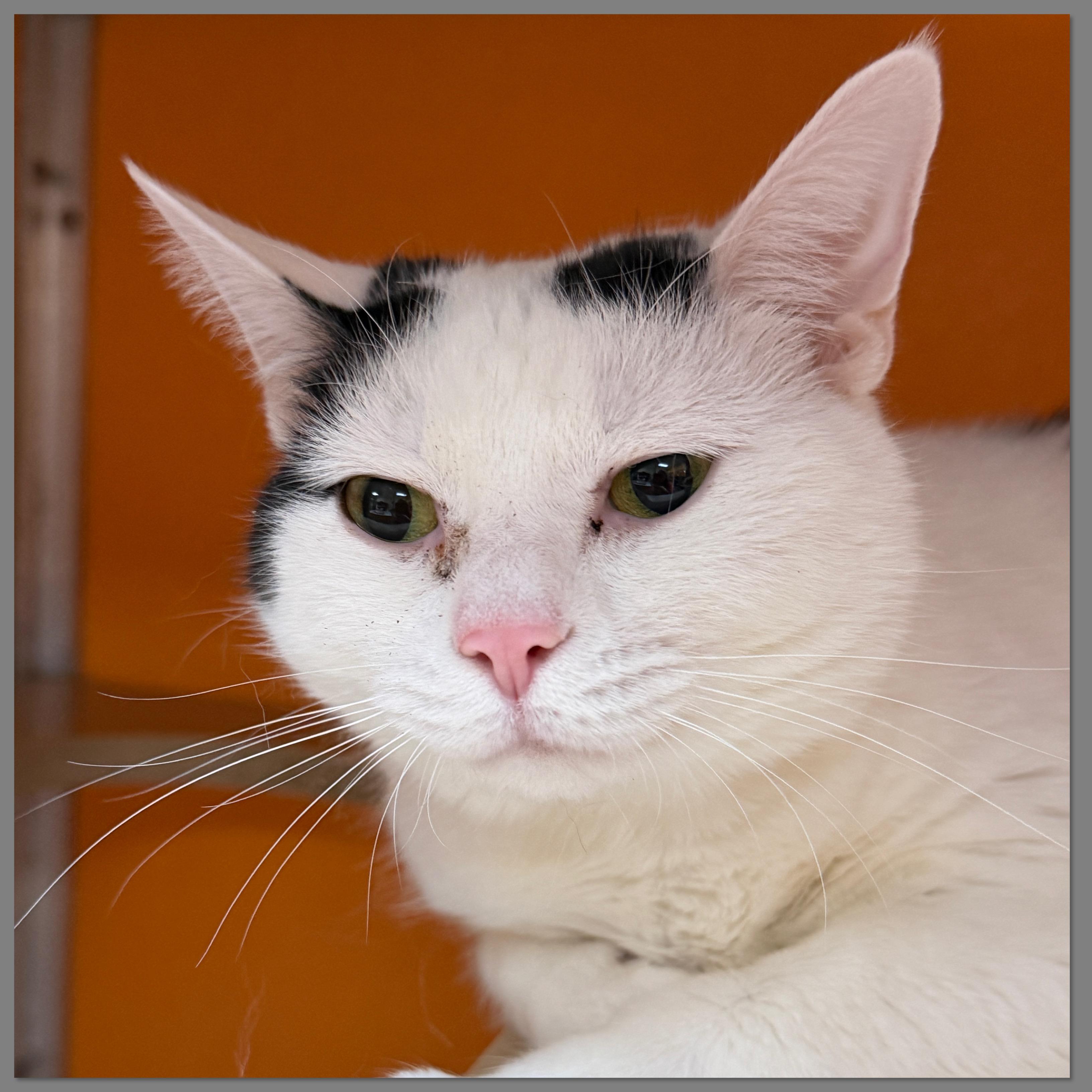 Lucy, Adoptable, Adult Female Domestic Short Hair.