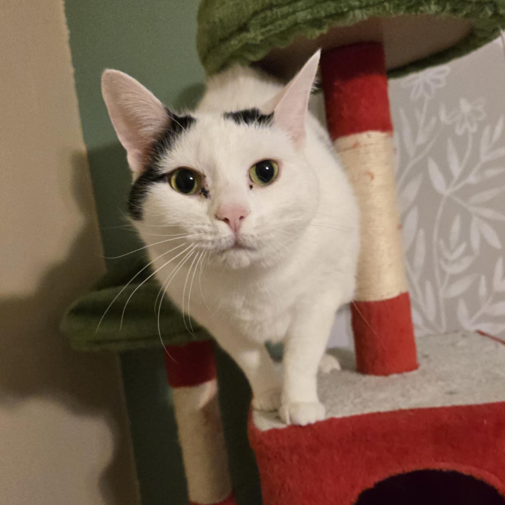 Enlarge Lucy Ask to Meet! In Foster!, an adopted Domestic Short Hair in Elyria, OH image 1/6