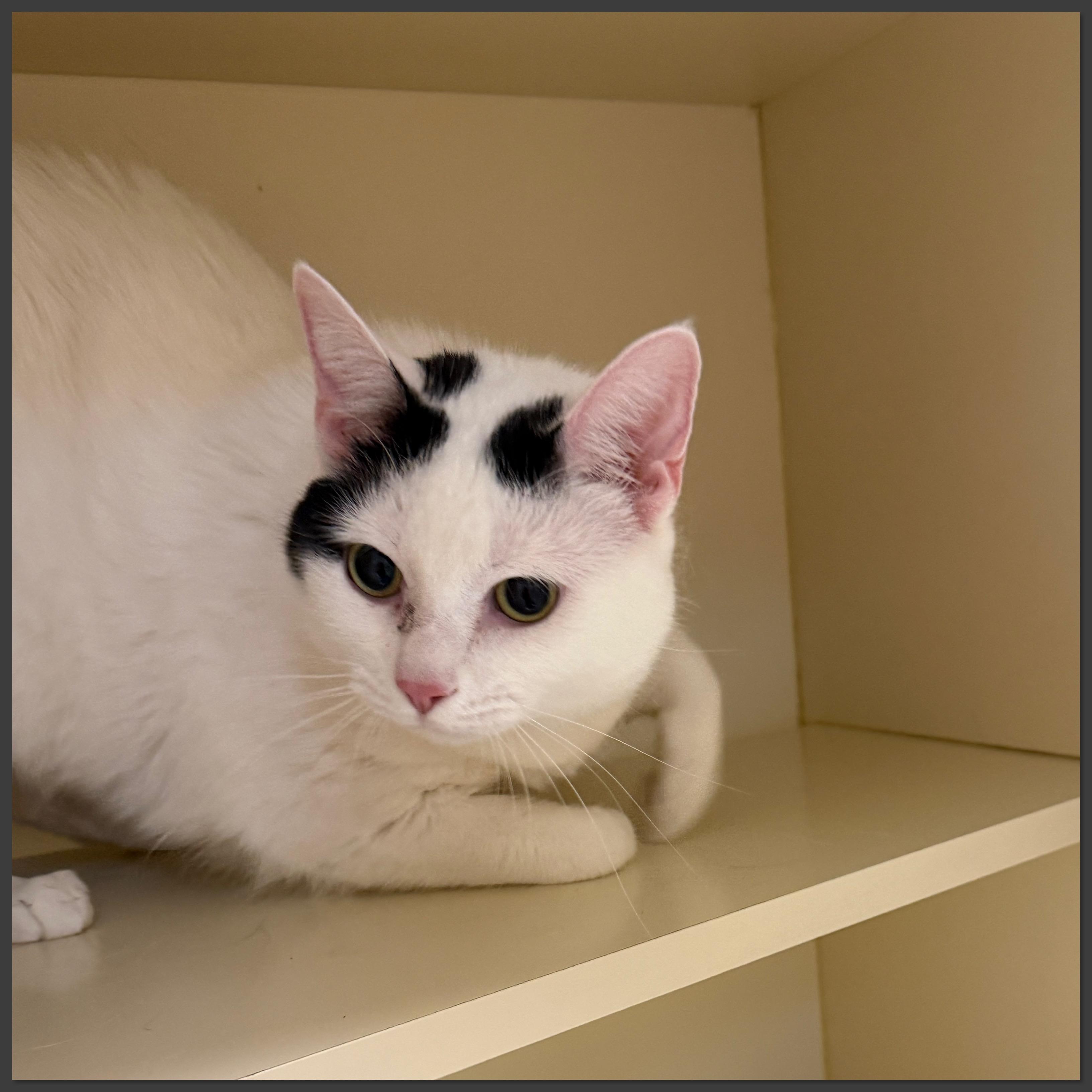 Enlarge Lucy, a Adoptable Domestic Short Hair in Elyria, OH image 3/4