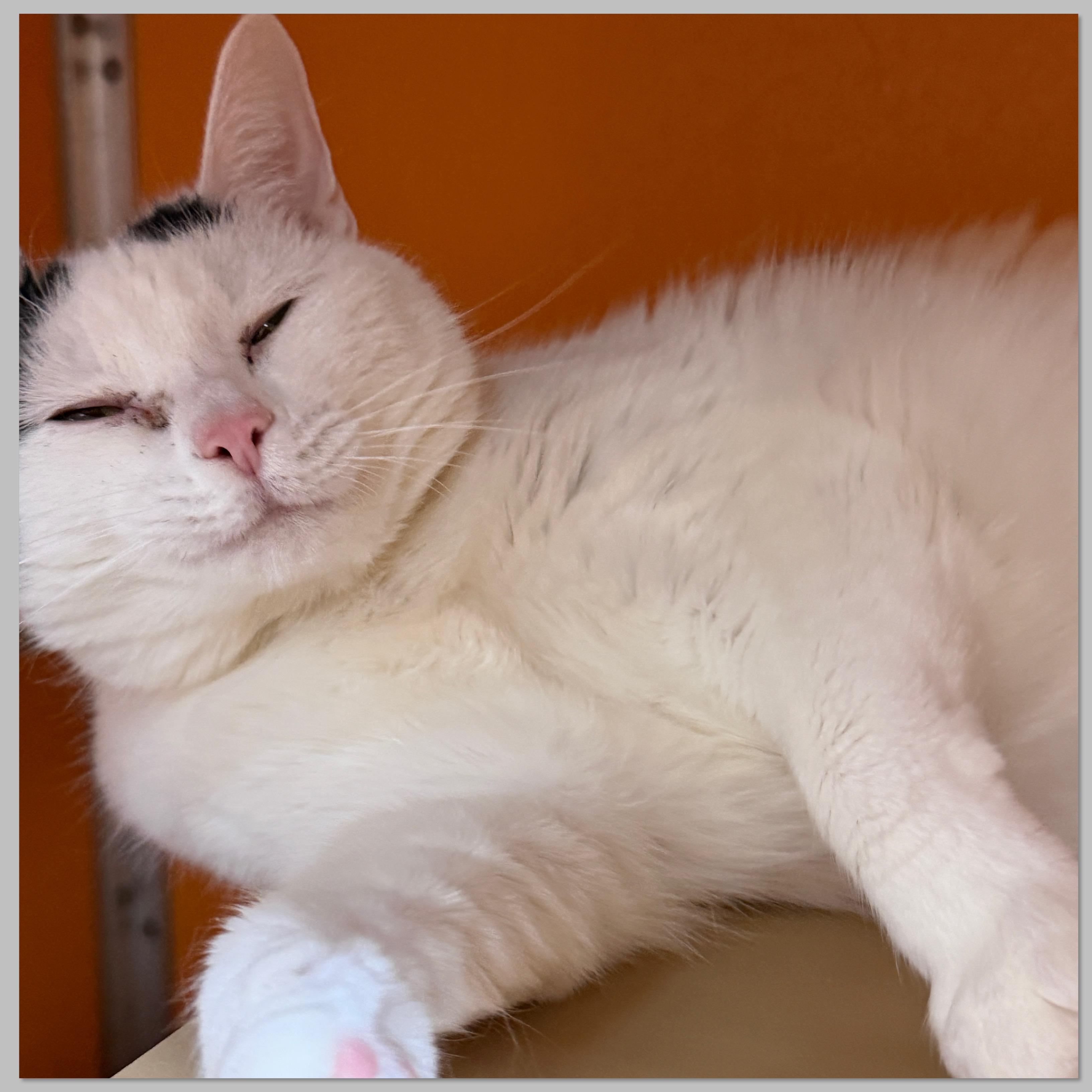 Enlarge Lucy, a Adoptable Domestic Short Hair in Elyria, OH image 4/4