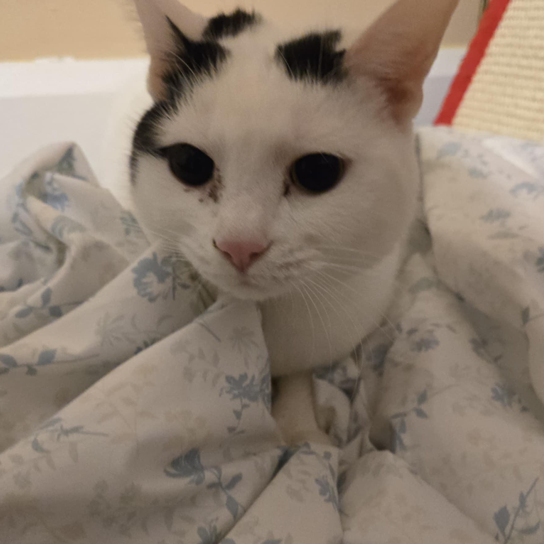 Enlarge Lucy Ask to Meet! In Foster!, an adopted Domestic Short Hair in Elyria, OH image 3/6