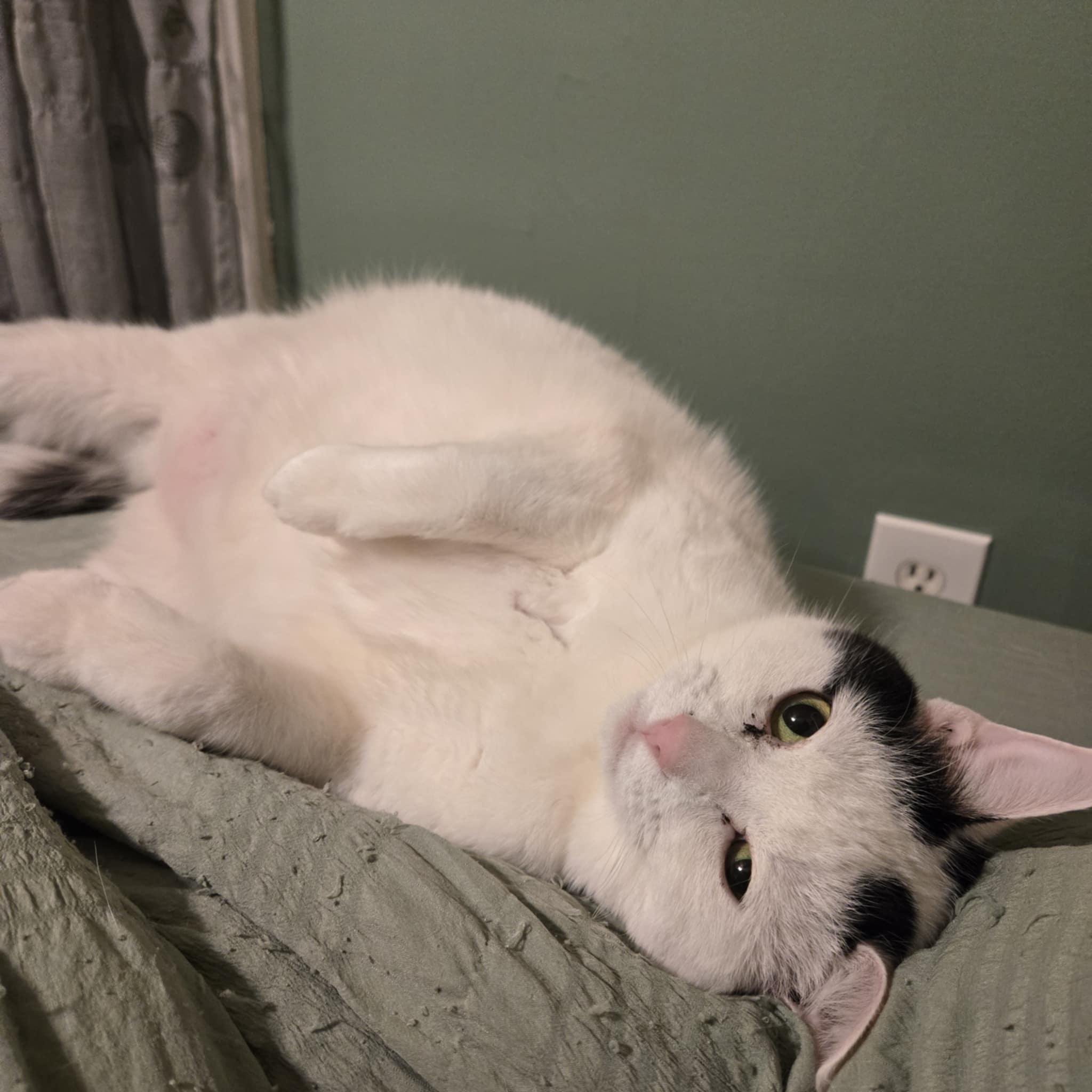 Enlarge Lucy Ask to Meet! In Foster!, an adopted Domestic Short Hair in Elyria, OH image 2/6