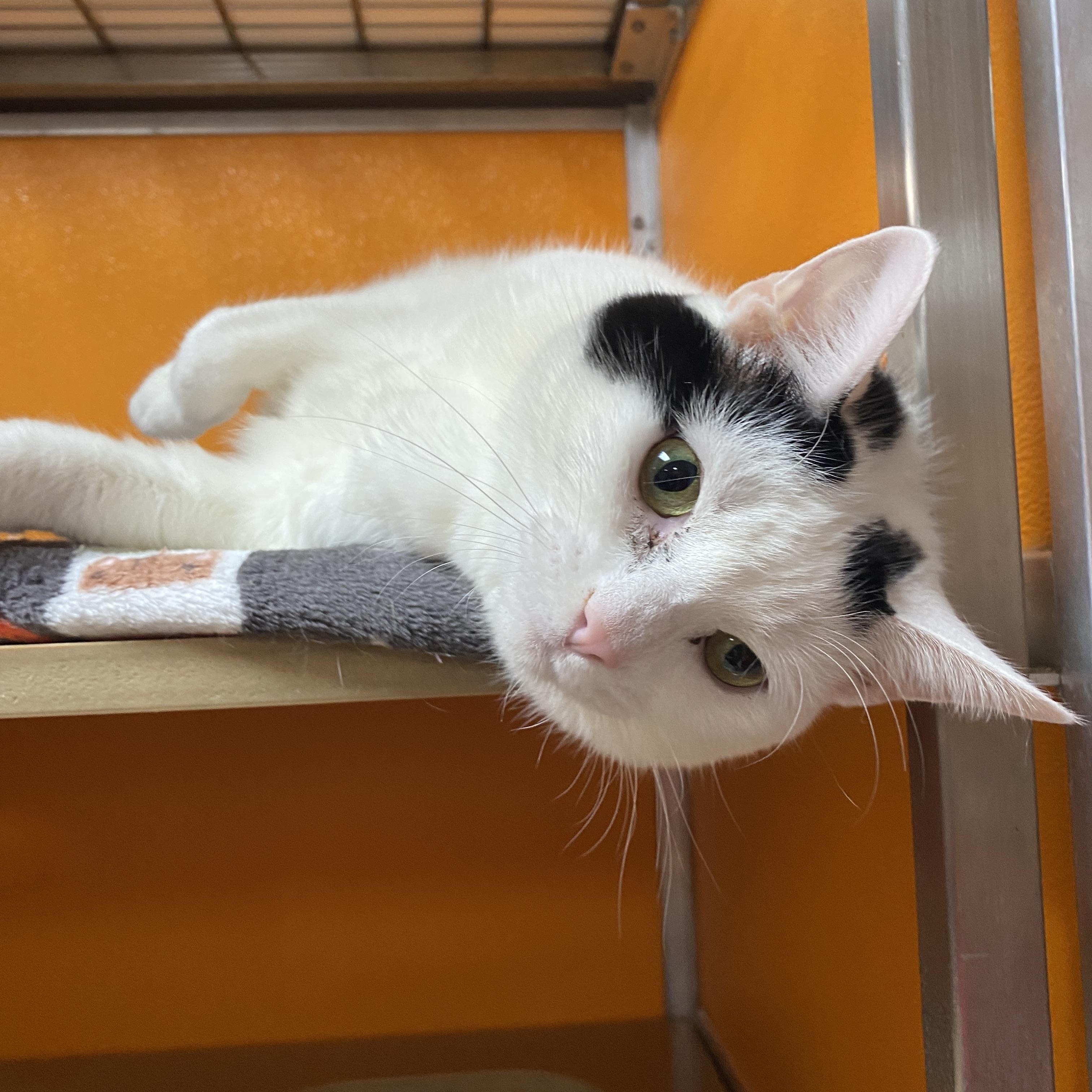 Enlarge Lucy Ask to Meet! In Foster!, an adopted Domestic Short Hair in Elyria, OH image 4/6